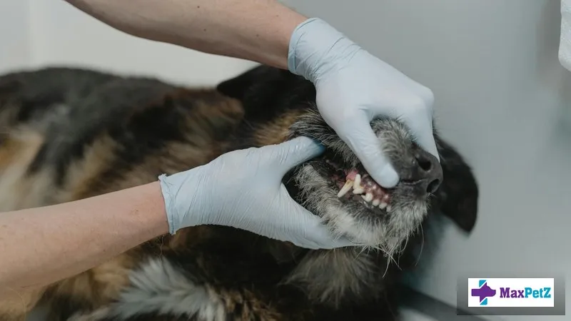 Tooth Extractions in Pets: When Are They Necessary?