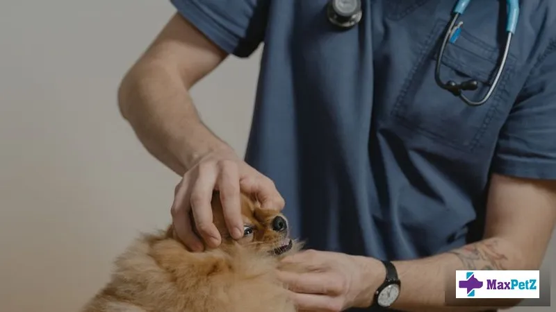 Cushing's Disease in Dogs: Symptoms, Diagnosis, and Long-Term Management