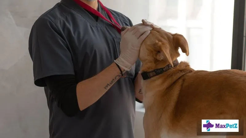 Patellar Luxation in Small Dogs: Is Surgery the Right Choice in 2026?