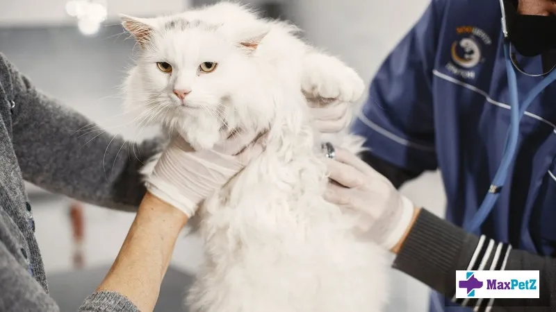 Feline Diabetes: Insulin Injections, Diet, and Home Monitoring