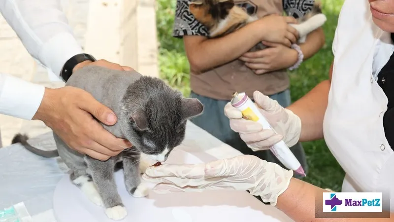 Pet Medicines: How to Give Tablets, Liquids, and Injections Safely at Home