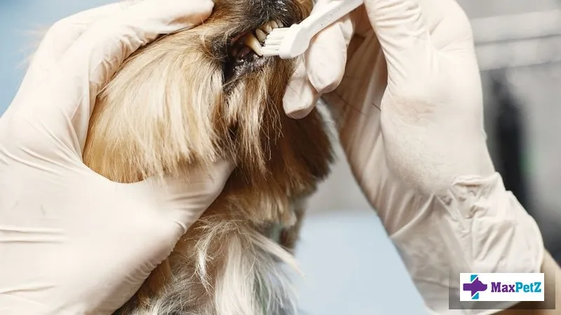 Dental Cleaning Under Anaesthesia in Pets: Is It Safe?