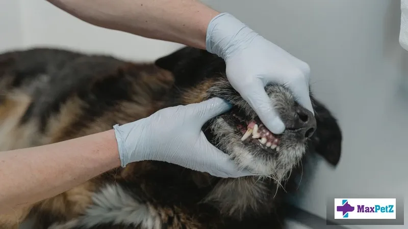 Tumours of the Mouth in Dogs: Signs, Diagnosis, and Treatment