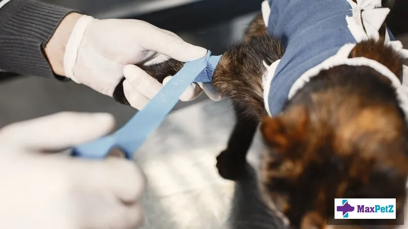 Post-Surgery Physiotherapy for Cats: What Owners Need to Know