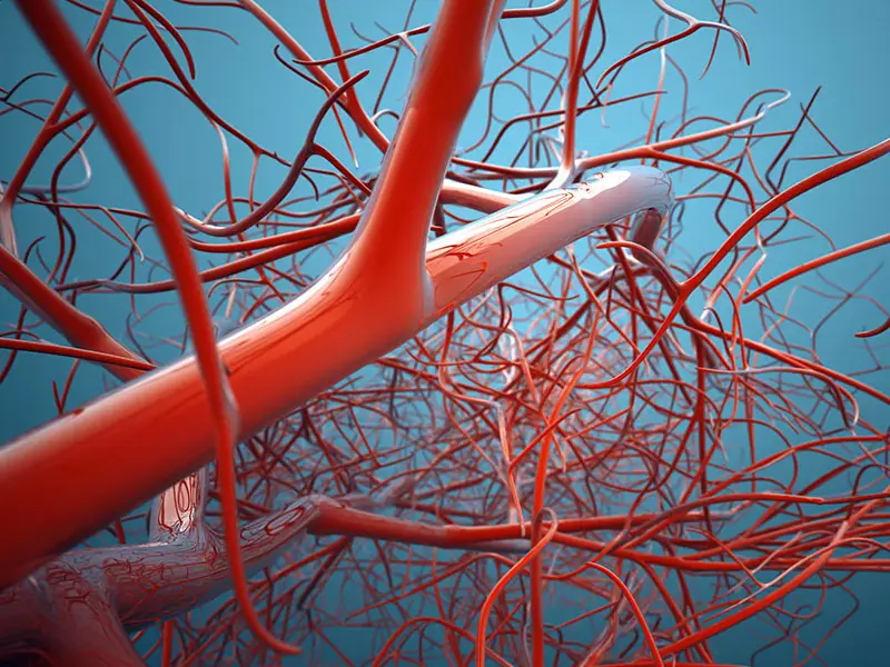Vascular Surgeries