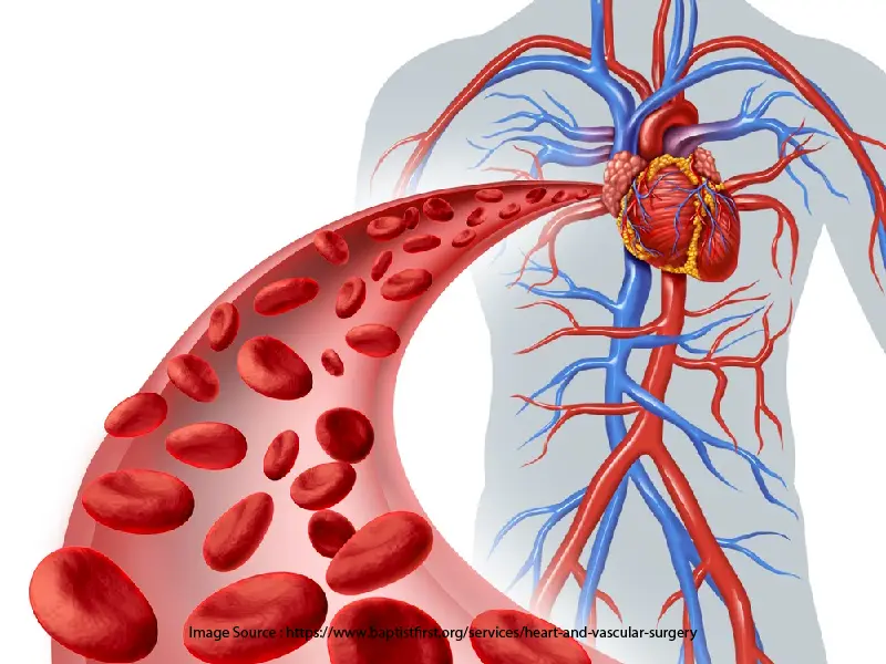 Vascular Endovascular Interventions